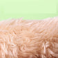 Coconut Hideaway – Natural Wooden House for Small Pets