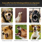 Dog Training Collar – USB Rechargeable Anti-Bark with 7 Sensitivity Levels