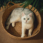 OUZEY Rattan Weaving Pet Bed – Cool, Comfortable, and Stylish
