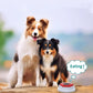 Interactive Dog Squeak Toy – Recordable Talking Buttons for Dogs
